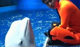 白鲸在线观看,探寻海洋巨兽的传奇故事